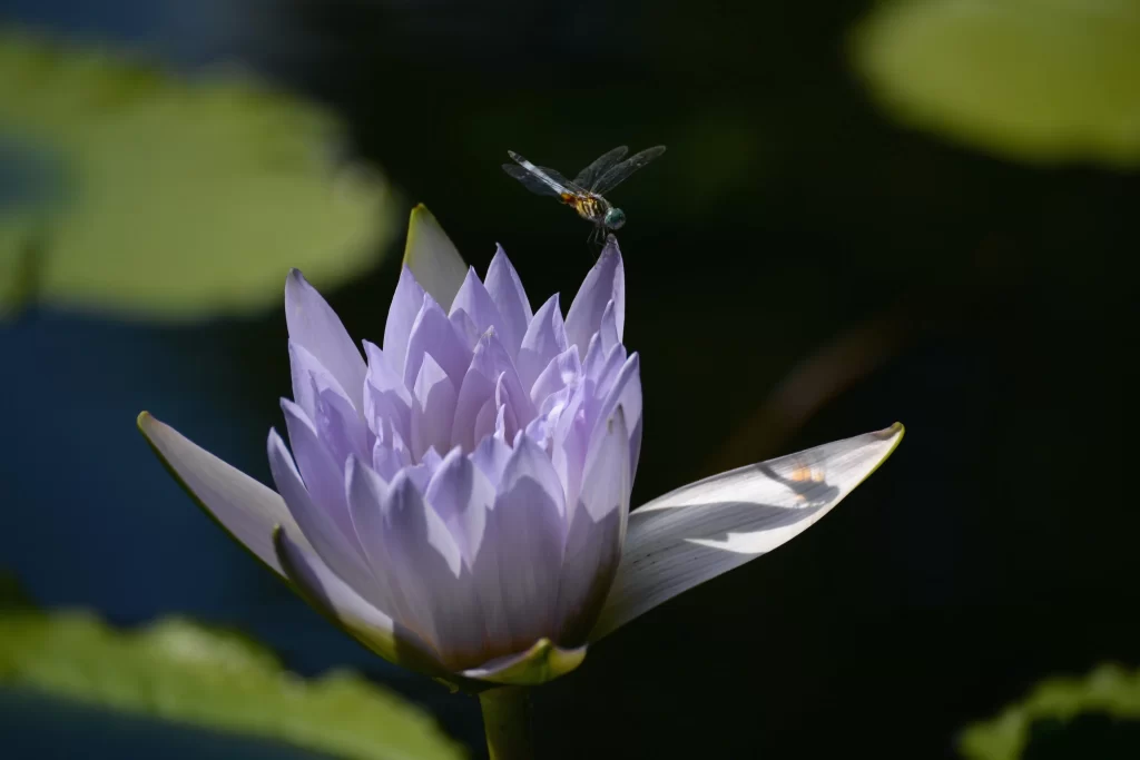Purple Water Lily Petals Dragonfly