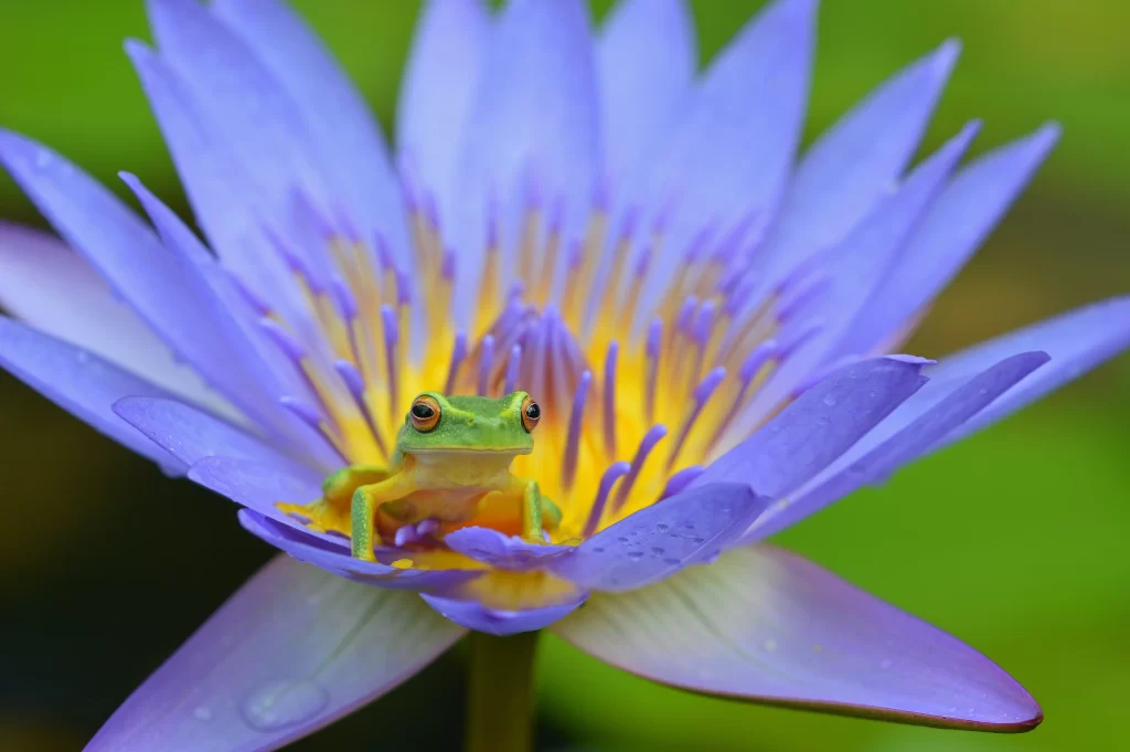 Purple Water Lily Petals Dewdrops Frog