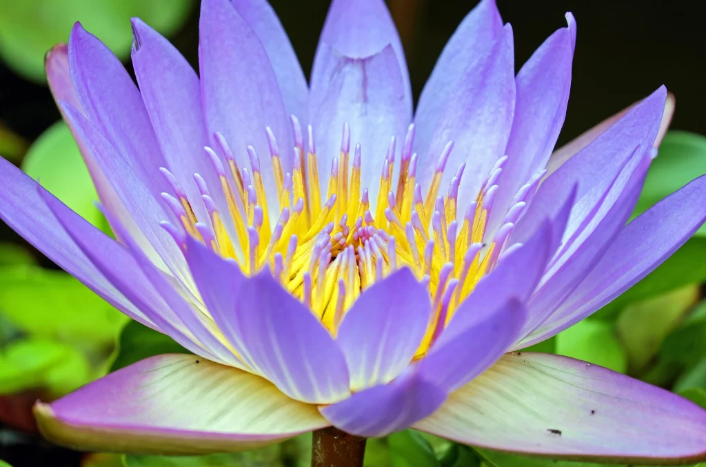 Purple Water Lily Petals Yellow Center Vibrant Green Leaves