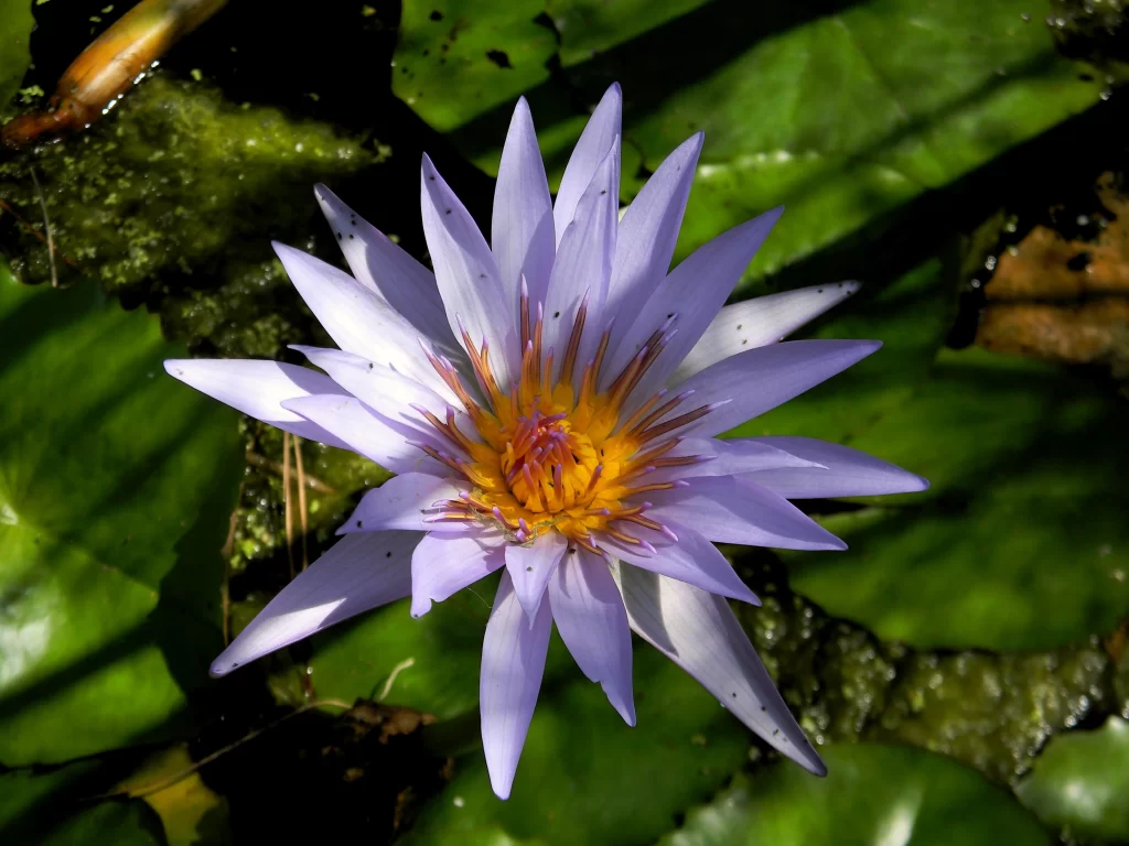 Purple Water Lily Petals Yellow Center Green gray Leaves