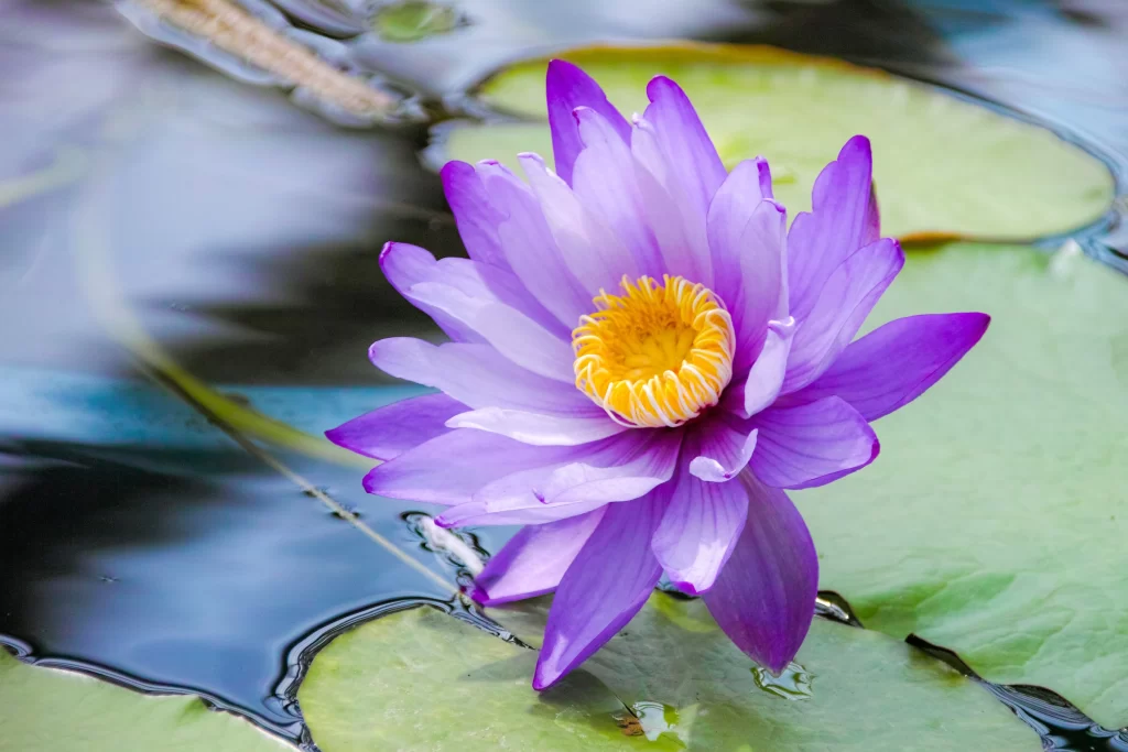 Purple Water Lily Petals Yellow Center Green gray Leaves