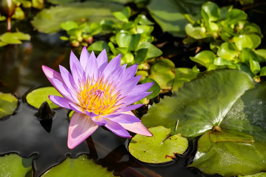 Purple Water Lily Petals Yellow Center Green warm Leaves