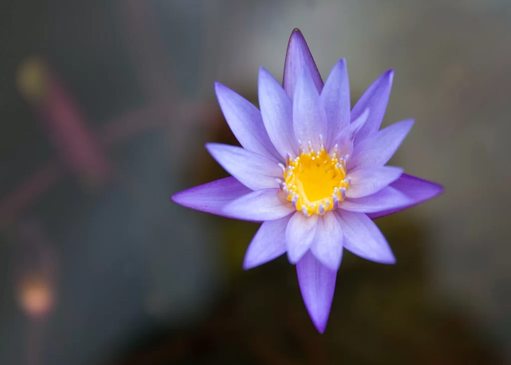 Purple Water Lily Petals Yellow gray Center