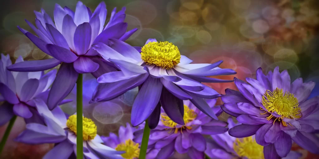 Purple Water Lily Petals Yellow cool Center