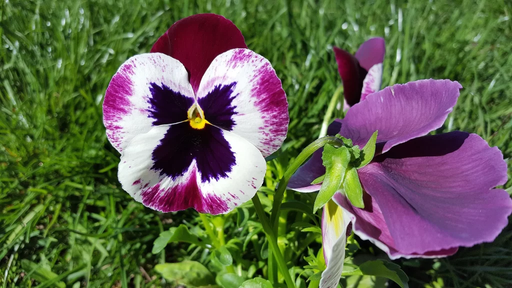 Purple White Black Yellow Pansy Petals