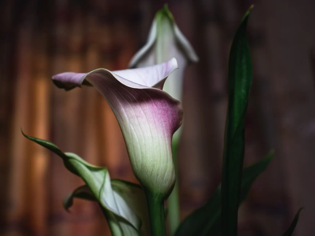 Purple White Calla Lily Petals Green Leaves