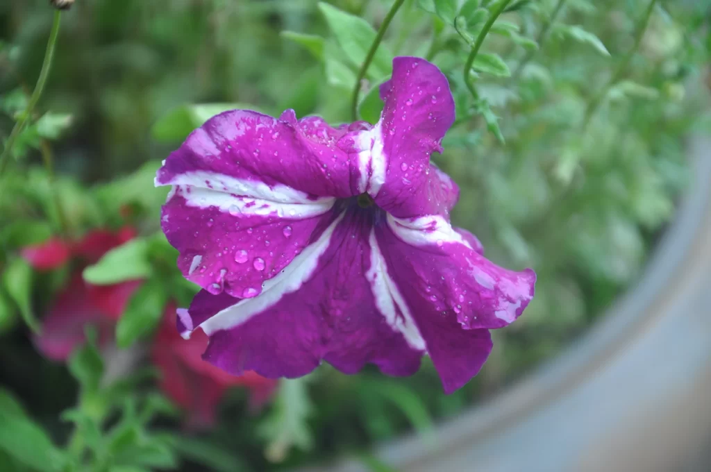 Purple White Morning Glory Petals Dewdrops