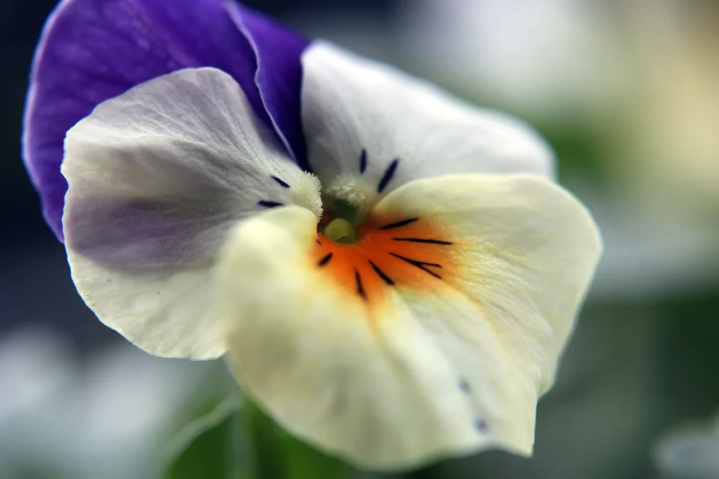 Purple White Orange Yellow Petals