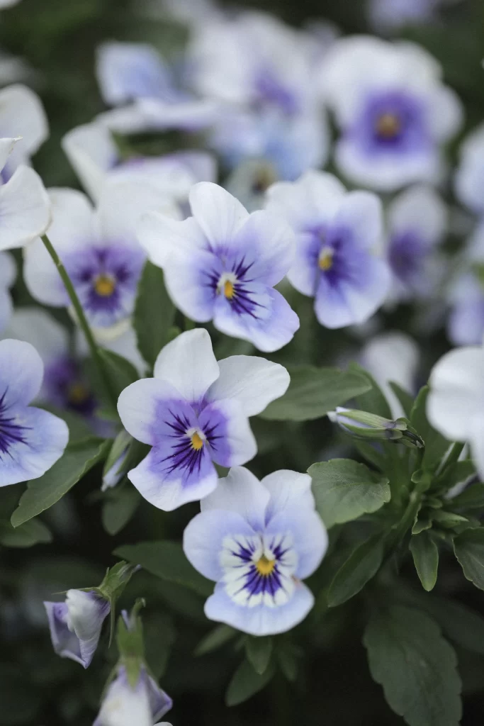 Purple White Pansy Petals Yellow Center Green Leaves