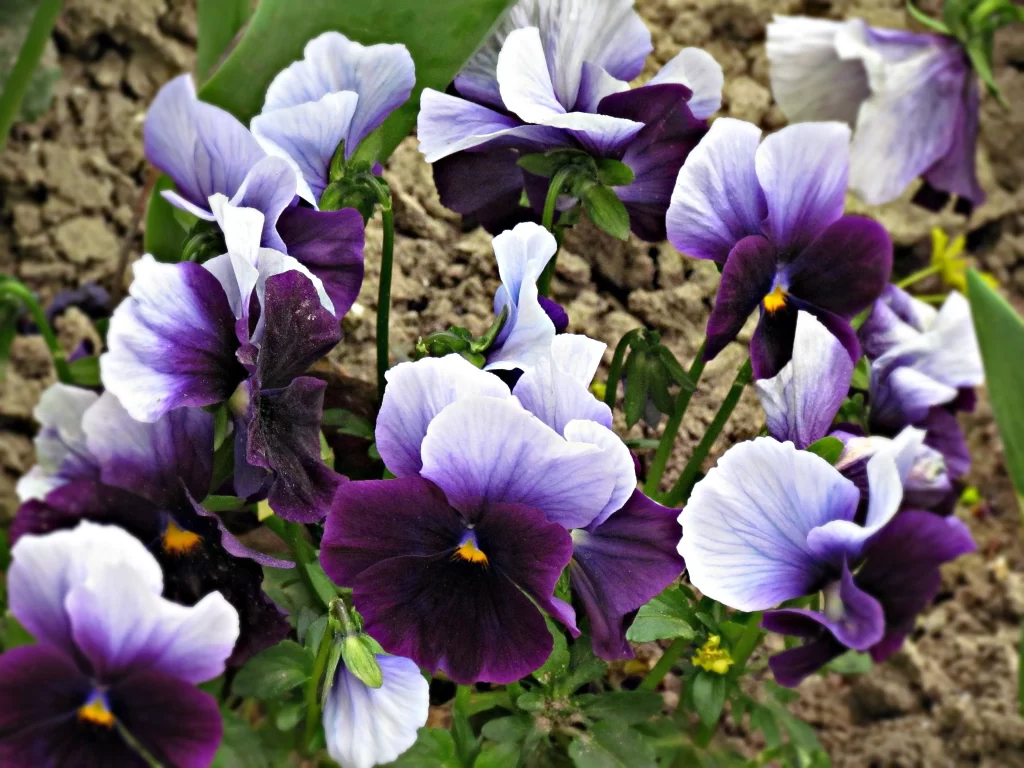Purple White Pansy Petals Dark Center Yellow
