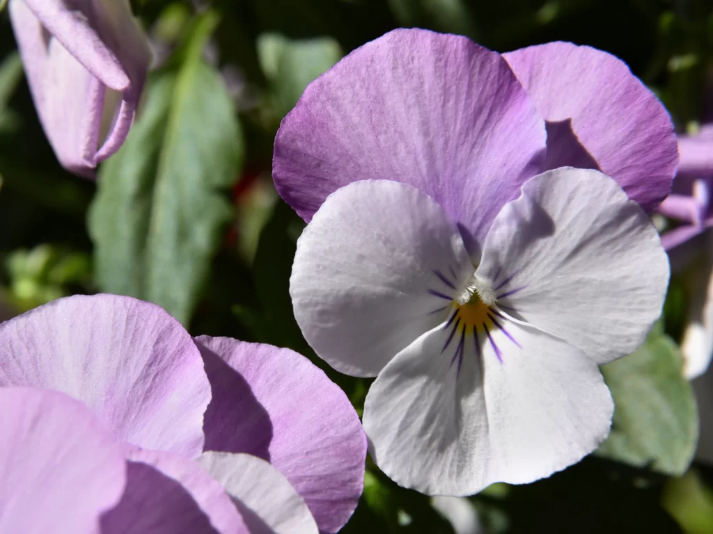 Purple White Pansy Petals Yellow gray Center
