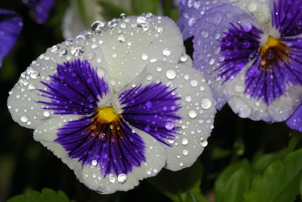 Purple White Pansy Petals Dewdrops Bright