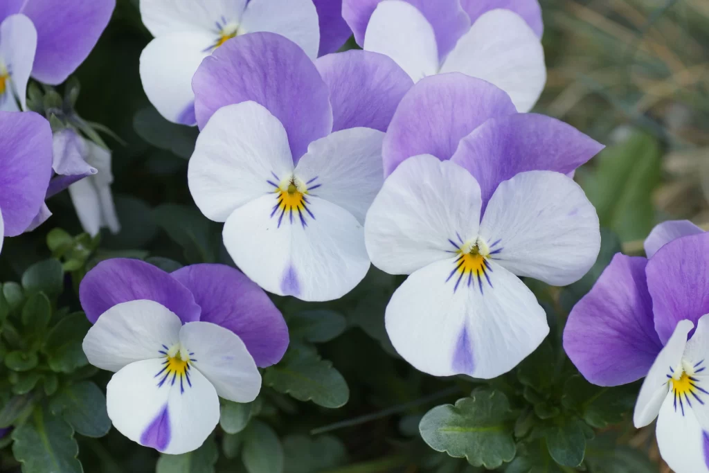 Purple White Pansy Petals Yellow Center Blue Lines