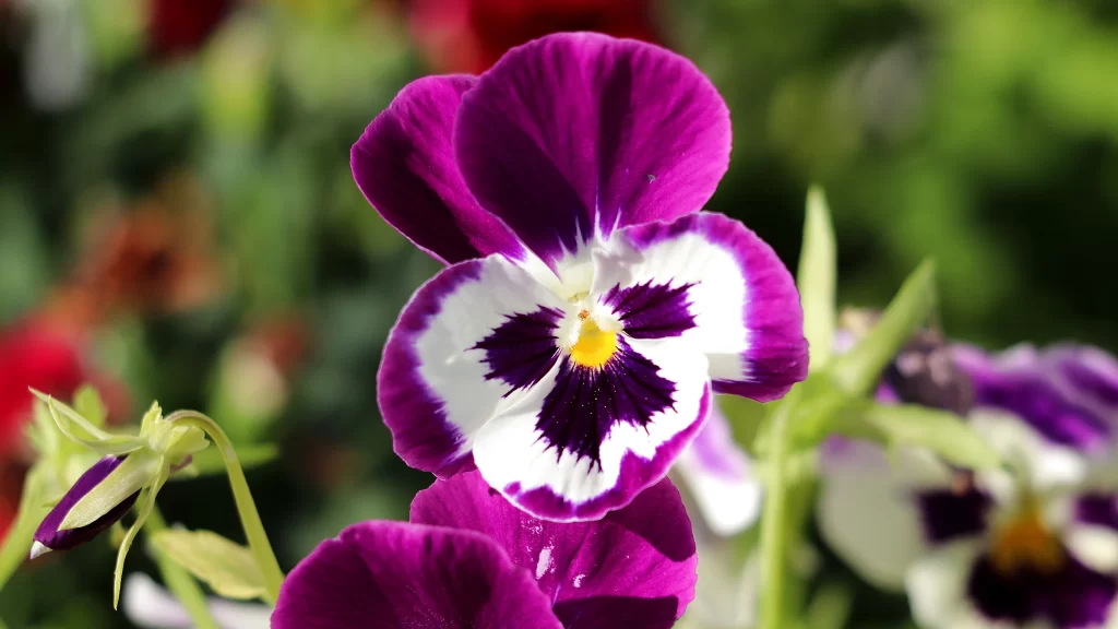 Purple White Pansy Petals Yellow gray Center