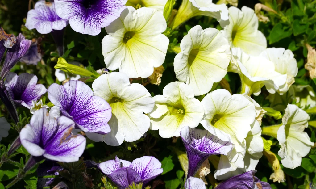 Purple White Petals Blooming Sunlight