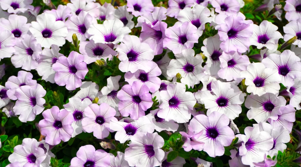 Purple White Petals Blooming gray Dense