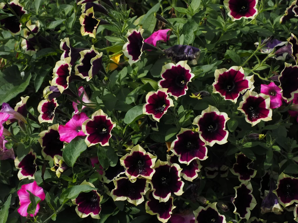 Purple White Petals Blooming dark Dense