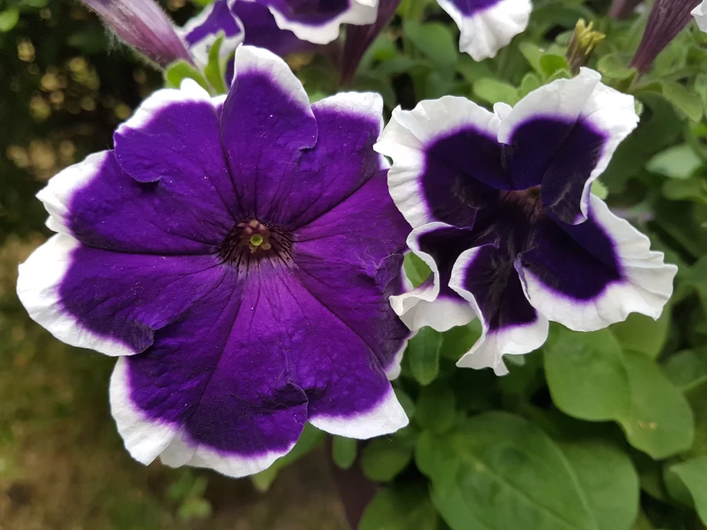 Purple White Petals Edges Ruffled