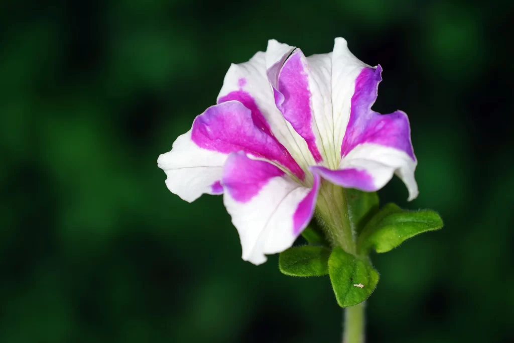 Purple White Petals Morning gray Glory
