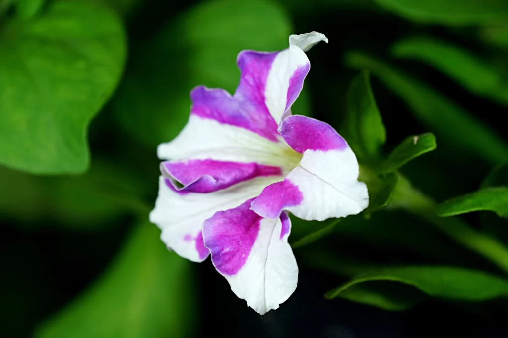 Purple White Petals Morning warm Glory