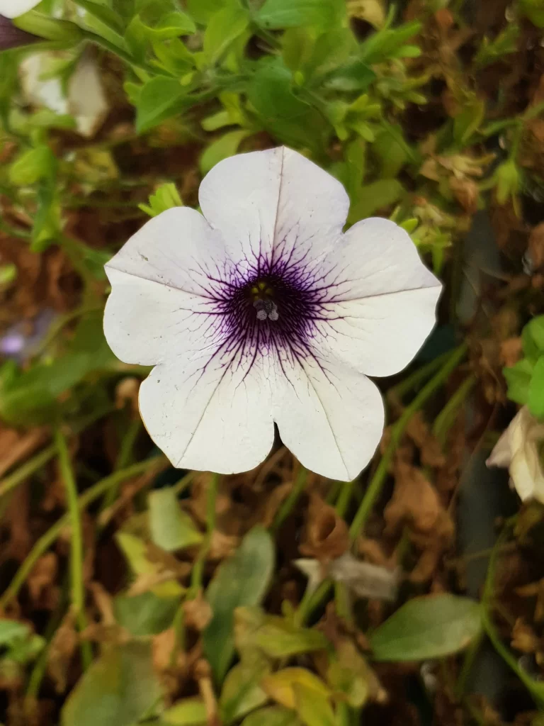 Purple White Petals Radiant Center Vine