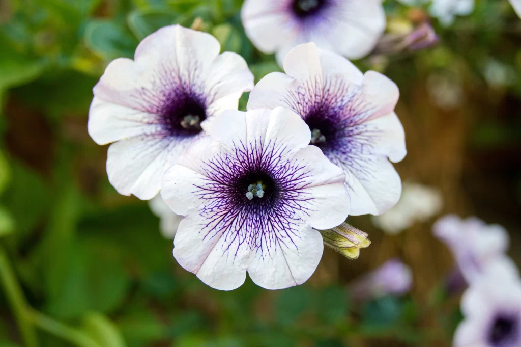 Purple White Petals Spiral Center