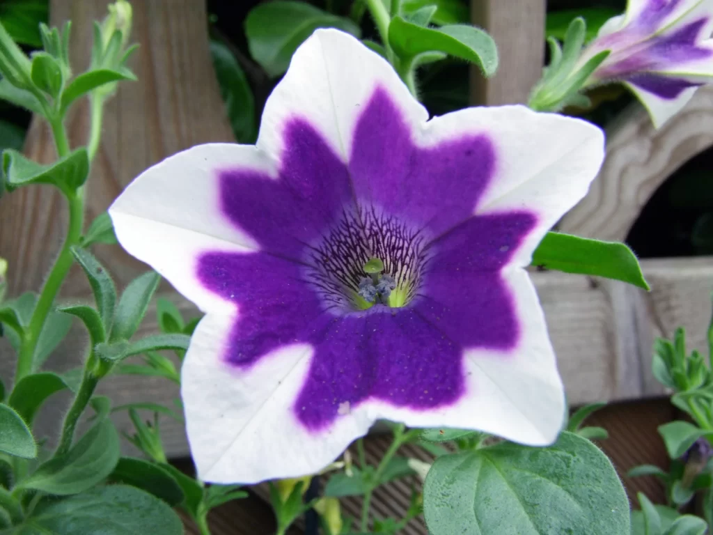 Purple White Petals Star-shaped Center
