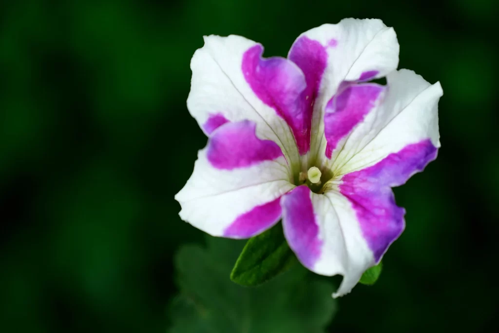 Purple White Petals Stripes Morning Glory
