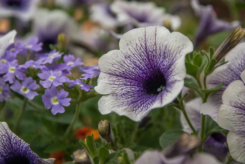 Purple White Petals Veins Center
