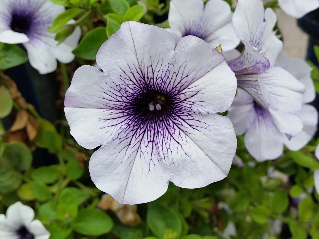 Purple White Petals Veins Spiral Center