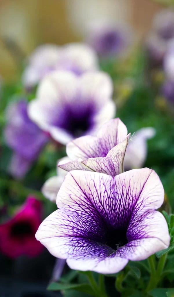 Purple White Petals Veins Center Garden