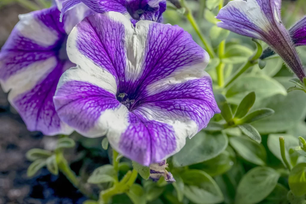 Purple White Petals Veins Spiral Shape