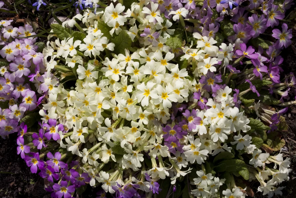 Purple White Primrose Petals Yellow Center