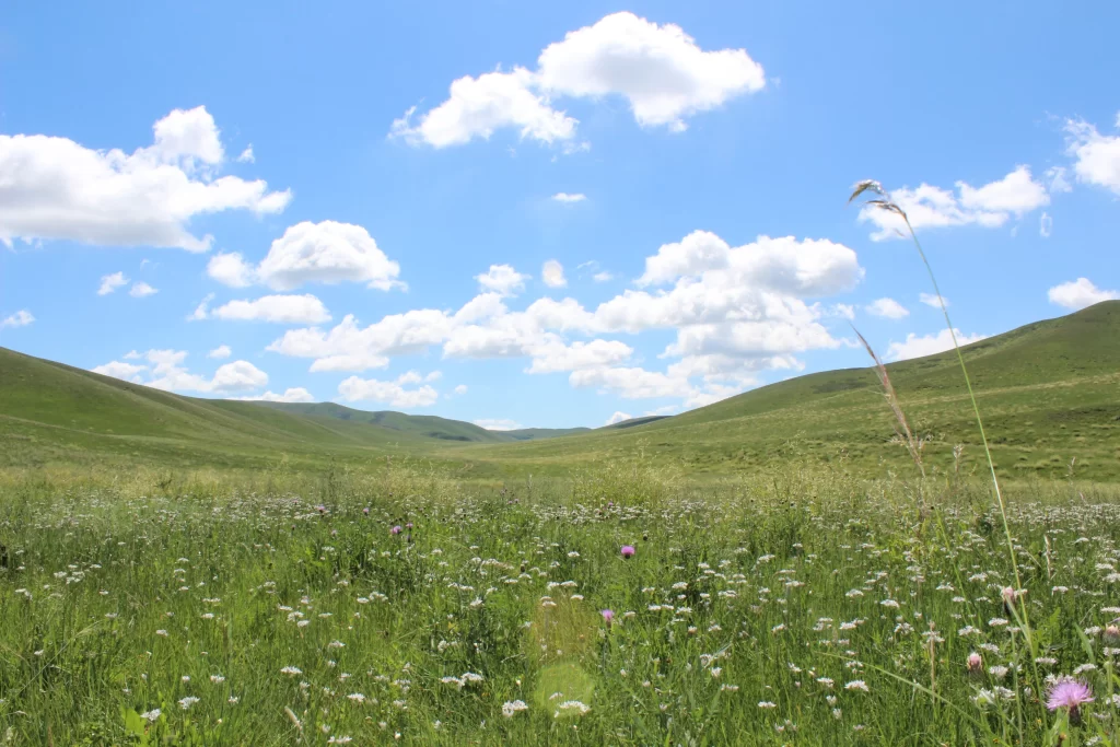 Purple White Wildflower Meadow Greenery