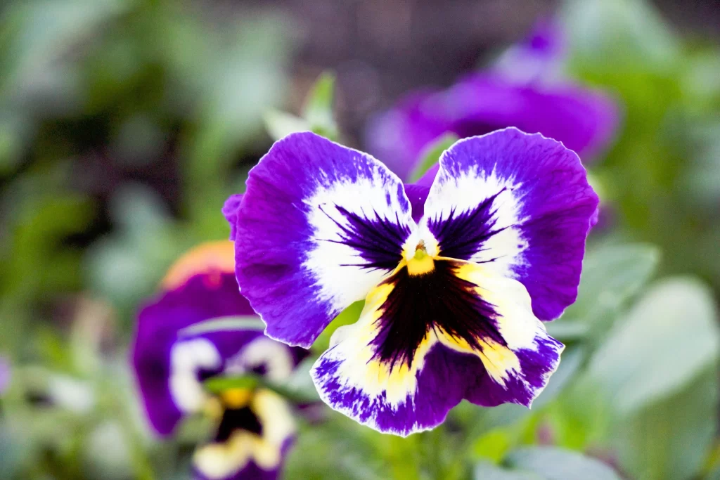 Purple White Yellow Black Pansy Petals