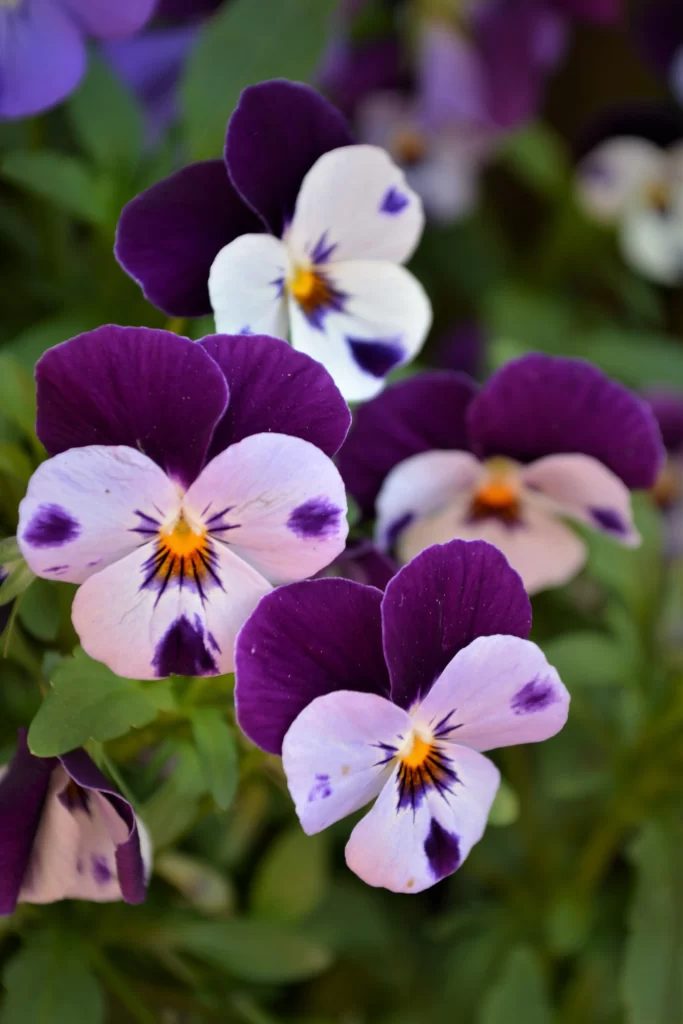 Purple White Yellow Center Petals