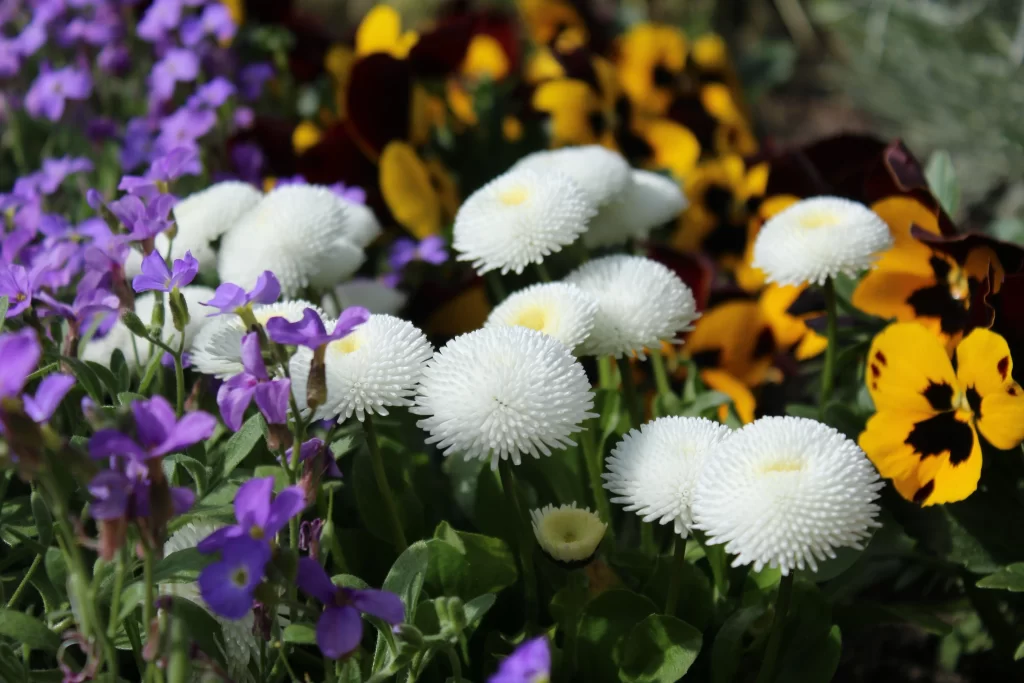 Purple White Yellow Daisies Petals