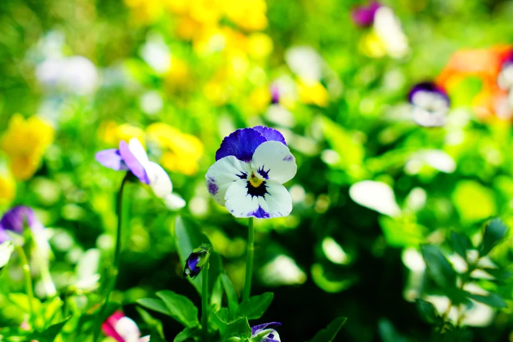 Purple White Yellow Green Petals