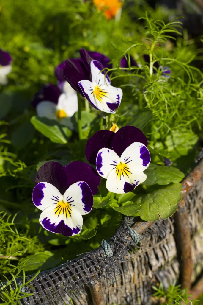 Purple White Yellow Pansy Petals warm Leaves