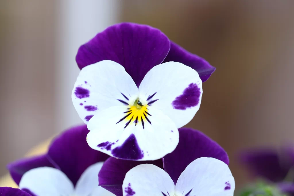 Purple White Yellow Pansy Petals Speckled