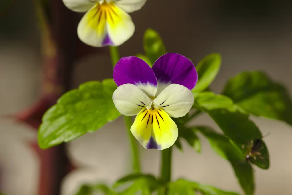 Purple White Yellow Pansy Petals warm Leaves