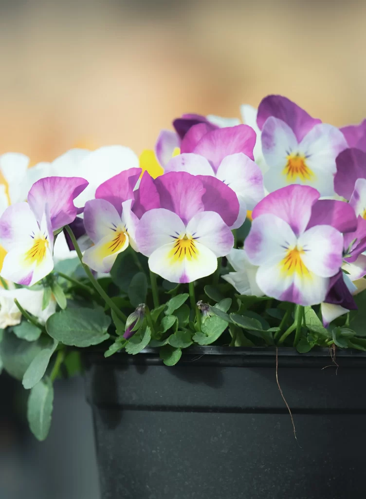 Purple White Yellow Pansy Petals Green Leaves
