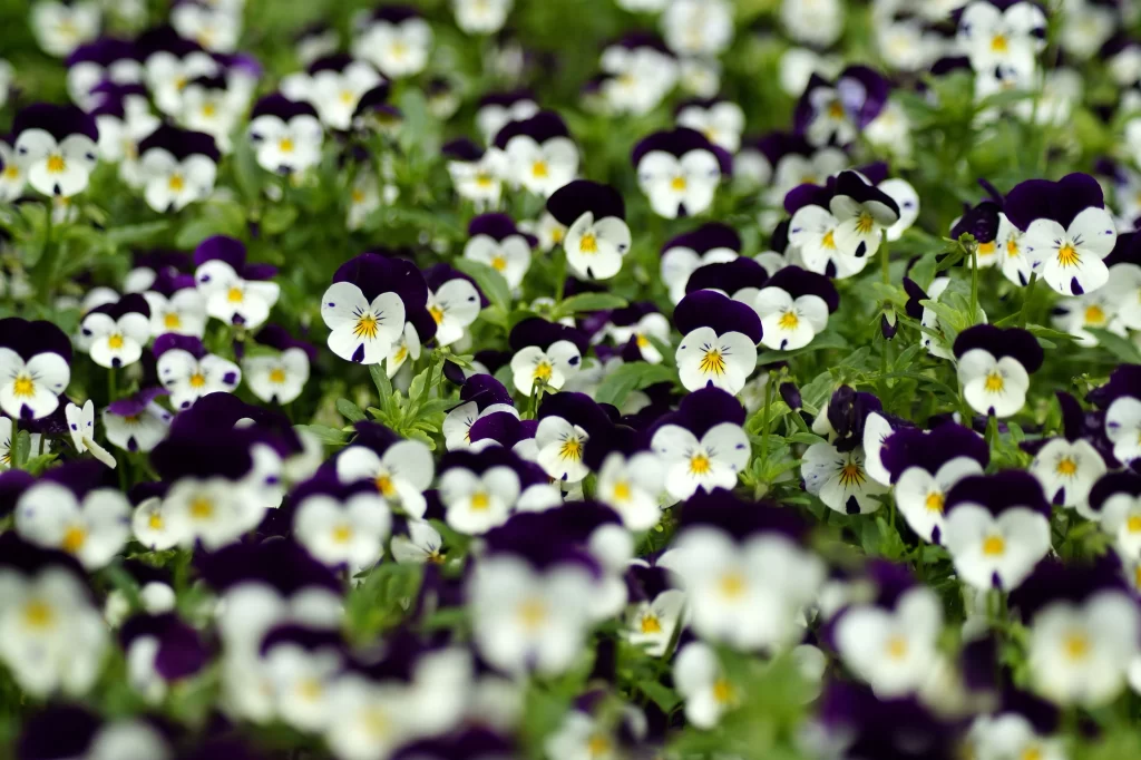 Purple White Yellow Pansy Petals gray Dense
