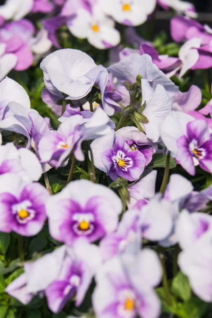 Purple White Yellow Pansy Petals gray Dense