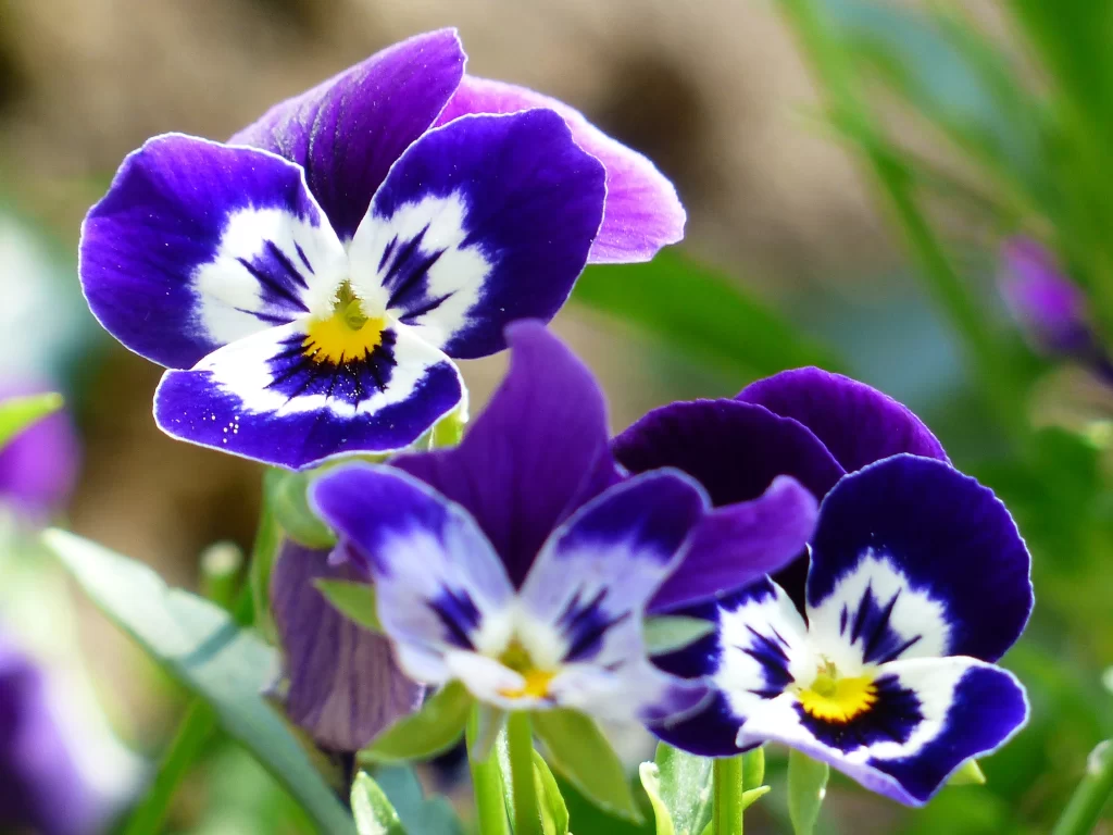 Purple White Yellow Pansy Petals Bright