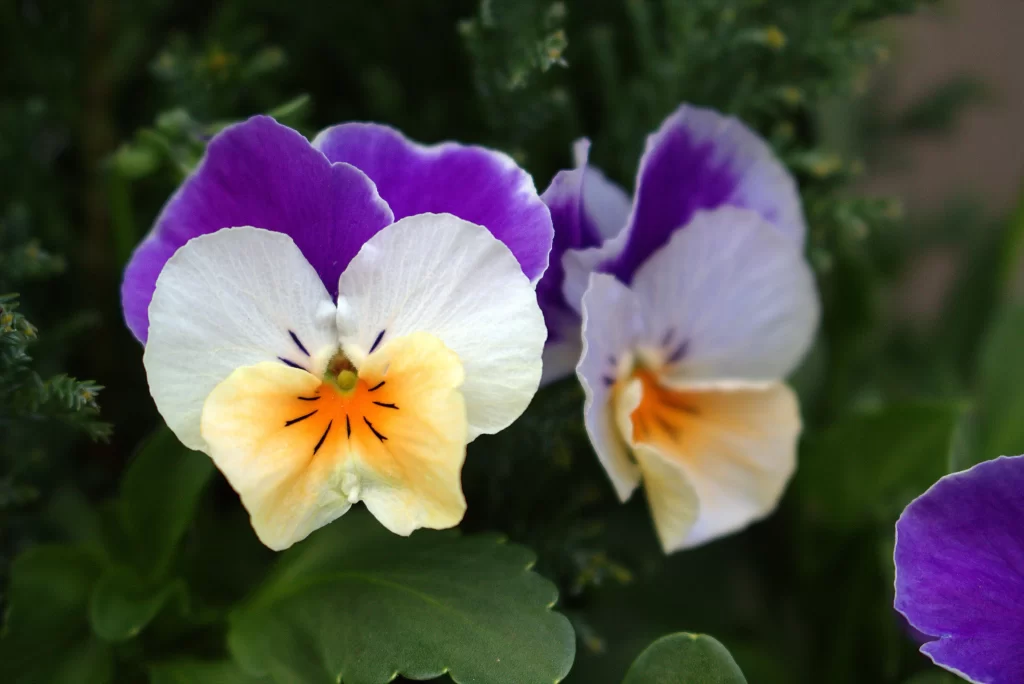 Purple White Yellow Pansy Petals Green