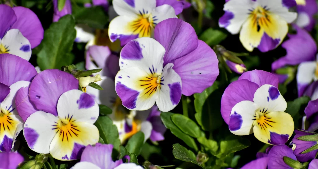 Purple White Yellow Pansy Petals gray Blooming