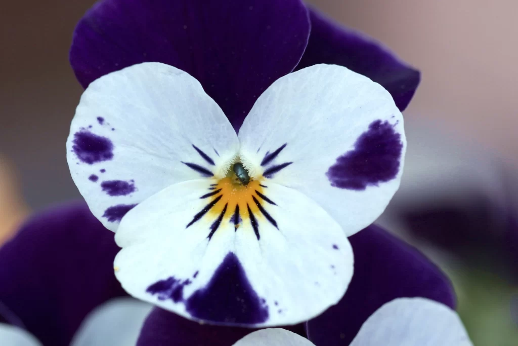 Purple White Yellow Pansy Petals Spots