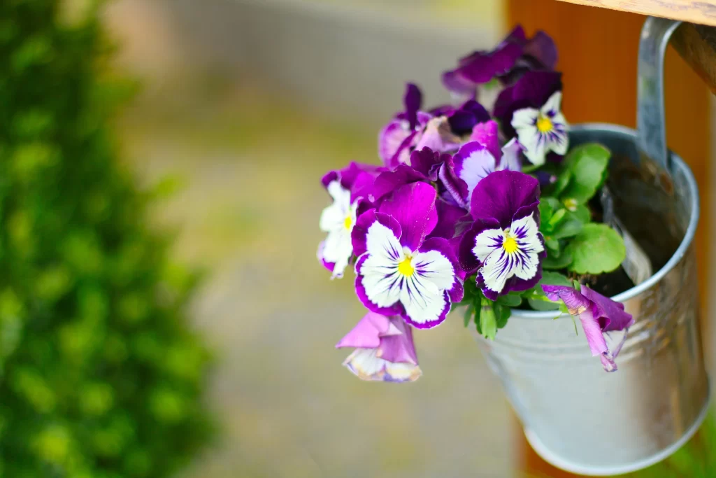 Purple White Yellow Pansy Petals warm Blooming