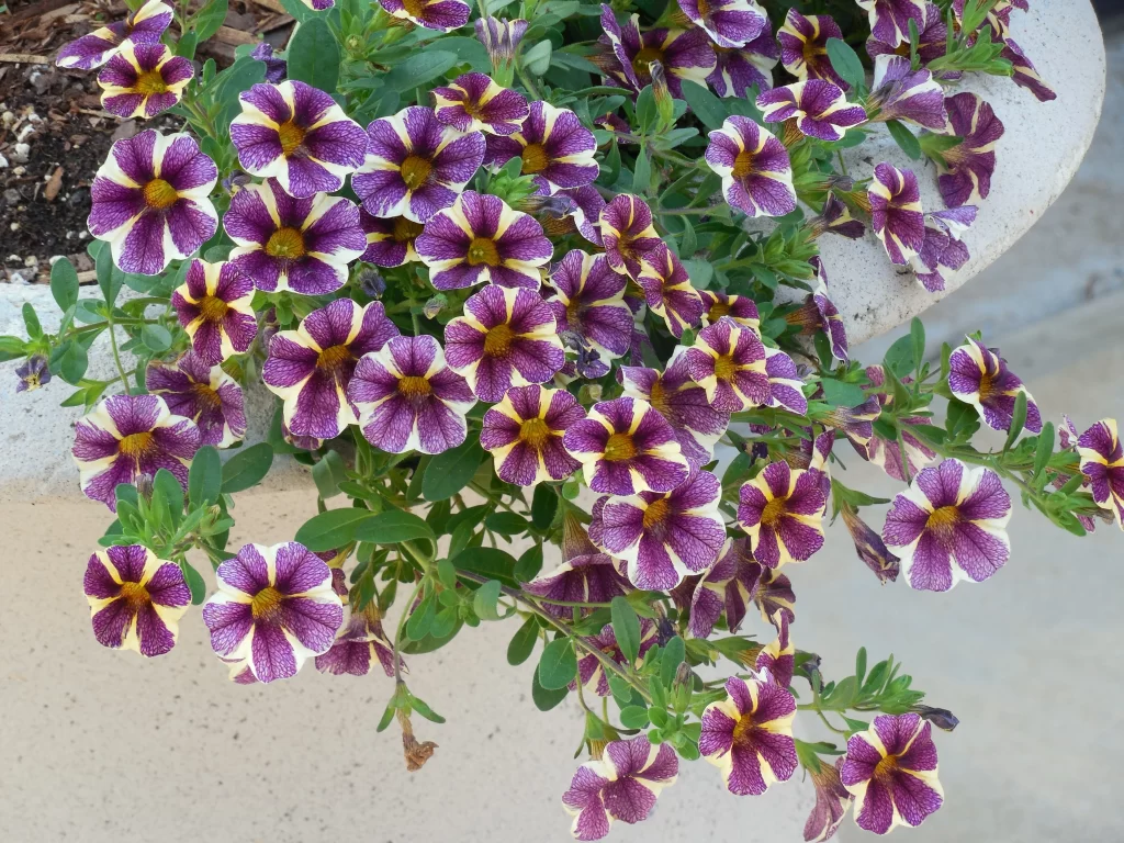 Purple White Yellow Petals Morning Glory Blooming